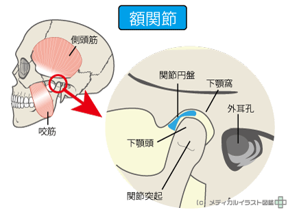 顎関節